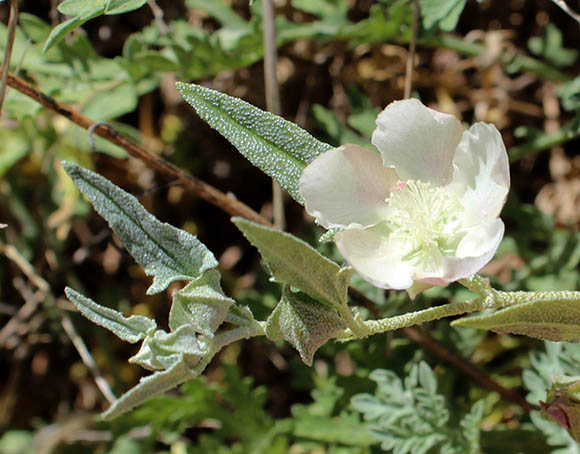  Malvella sagittifolia